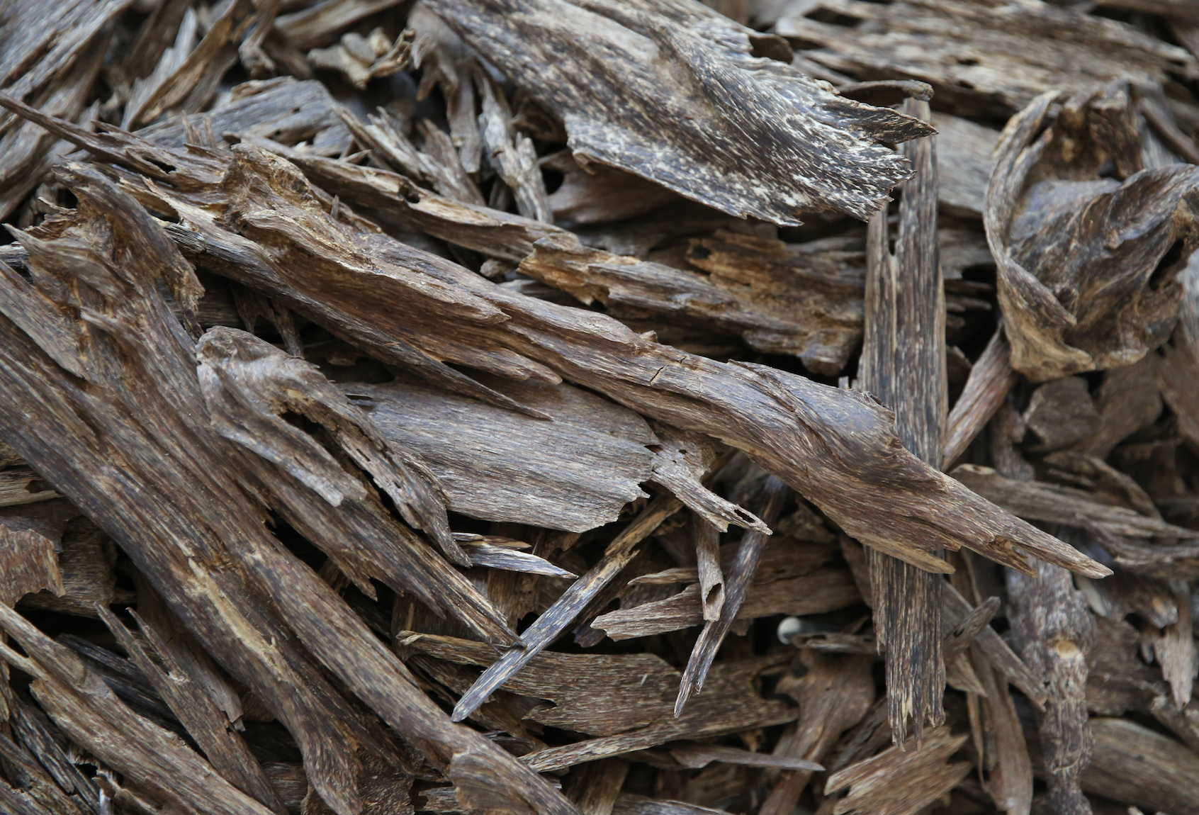 خشب العود المحسن